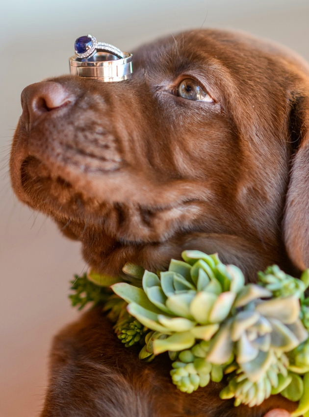 Dog holding a wedding ring