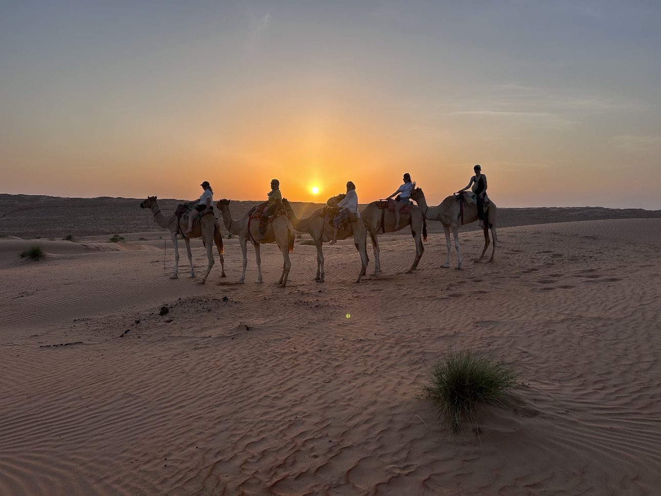 five camel sin the desert with people on them